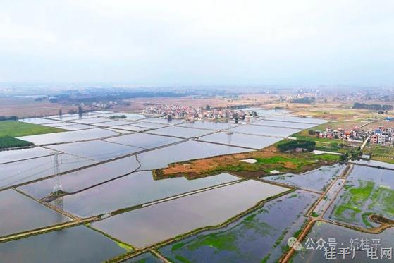 桂平：盘活 9.06 万亩冬闲田 小龙虾丰收开启致富路
