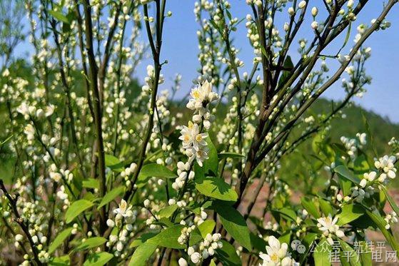 三月柑花香满圃 药香四溢富农家