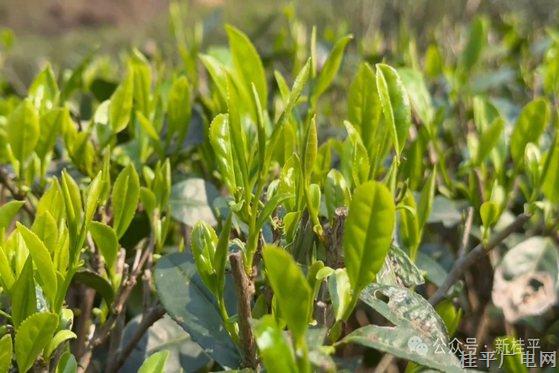 石髓山岚育仙茗 桂平春茶抢“鲜”开采