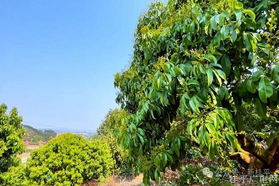 老树逢春！油麻镇荔枝品改保花保果 守护丰收季