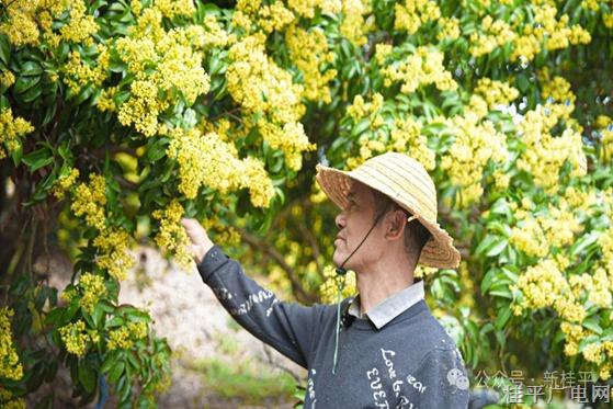 从5000元到1.9万！这个小镇靠“荔枝魔法”逆袭 农民笑开了花！