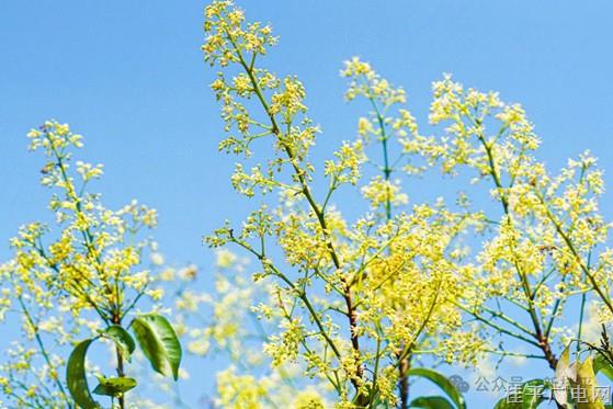 荔枝花开香满园——麻垌镇荔枝花盛放美景如画