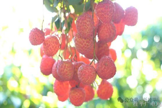 自带仙气的麻垌荔枝|| 等荔枝变红，等惊喜变甜 你准备好赴约了吗？