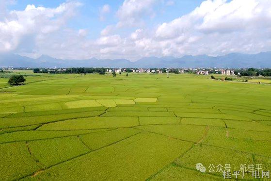 季节的密语：62万亩稻穗，把夏至的承诺酿成金色潮汐