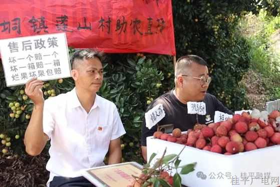 政商农共筑产销“同心圆” 麻垌镇绘就荔枝产业兴旺好图景