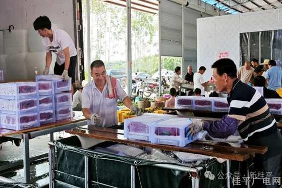 自带仙气的麻垌荔枝|| 桂平：“冷链+电商”助“荔”鲜达舌尖